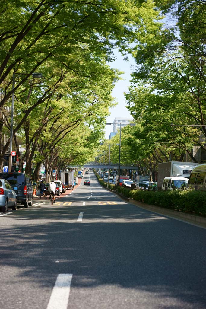 fotografia, materiale, libero il panorama, dipinga, fotografia di scorta,Harajuku Omotesando, , , , 