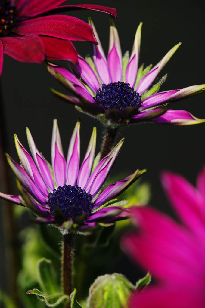 foto,tela,gratis,paisaje,fotografa,idea,Gravedad de una flor joven, Planta ndigo, Botn, Flor, Ptalo