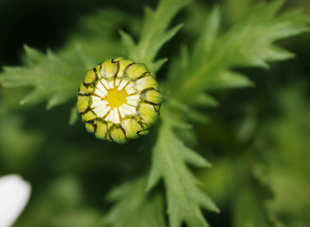 photo, la matire, libre, amnage, dcrivez, photo de la rserve,Un bourgeon de chrysanthme sauvage, Blanc, Chrysanthme sauvage, bourgeon, ptale