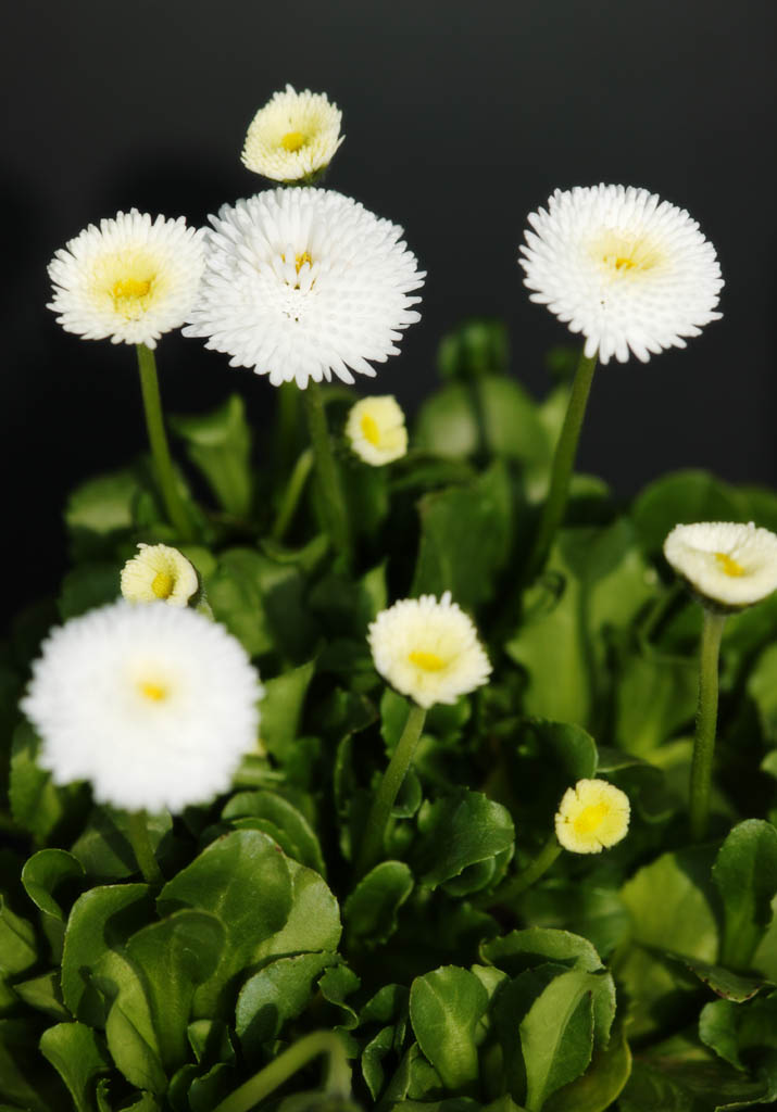 photo, la matire, libre, amnage, dcrivez, photo de la rserve,Une famille de Daisy, Blanc, Daisy, fleur, ptale