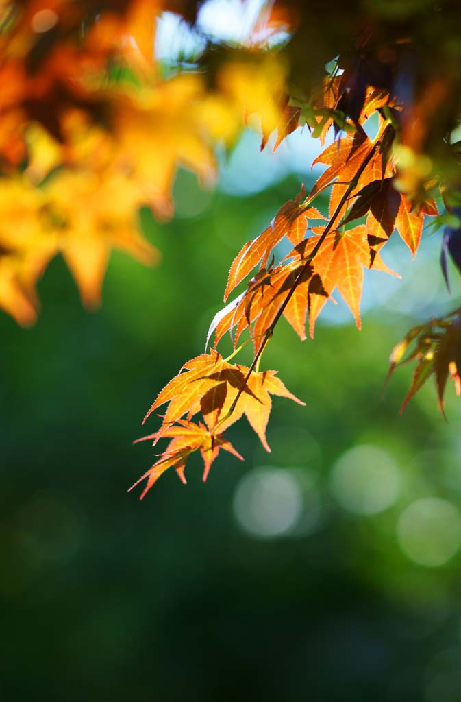 Foto, materieel, vrij, landschap, schilderstuk, bevoorraden foto,Momiji, , , , 