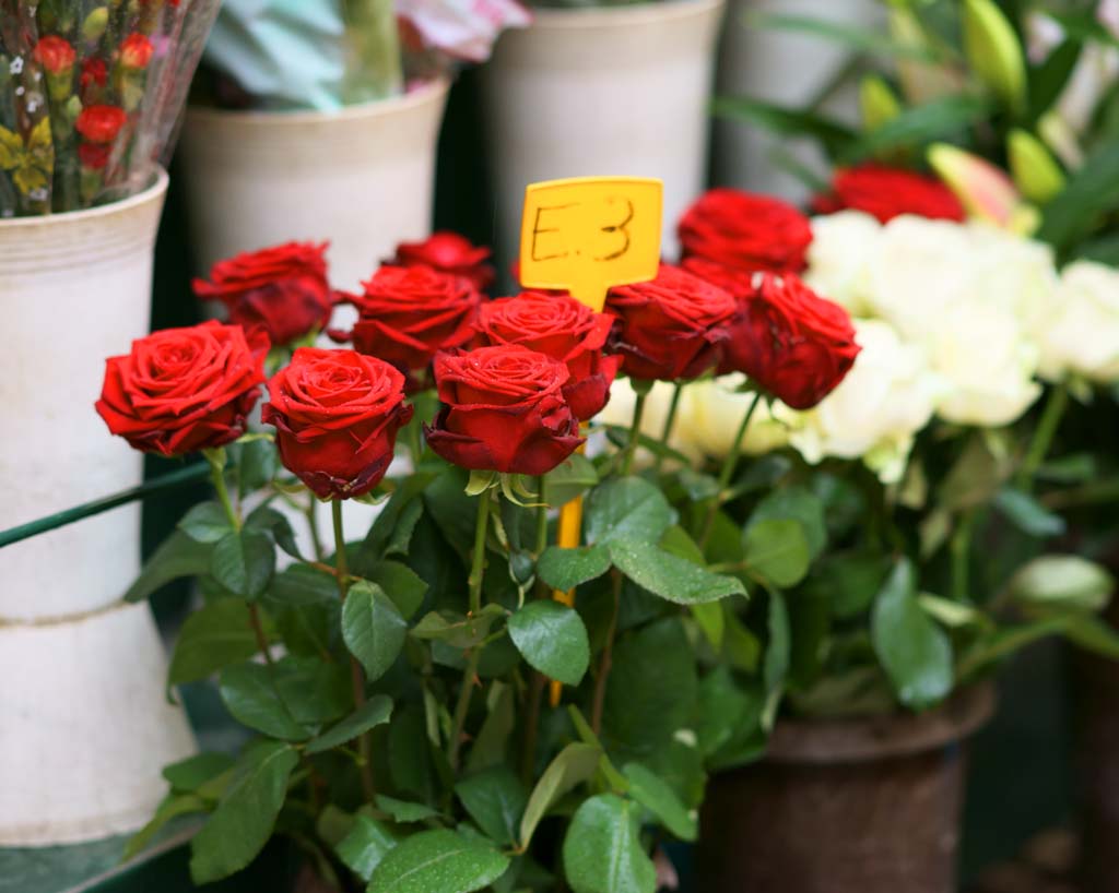 Foto, materiell, befreit, Landschaft, Bild, hat Foto auf Lager,Die Rosen verkaufen auf einer Strae Ecke, , , , 