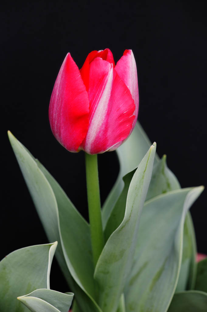 Foto, materiell, befreit, Landschaft, Bild, hat Foto auf Lager,Eine rot-und-weie Tulpe, , Tulpe, Bltenblatt, Topfpflanze