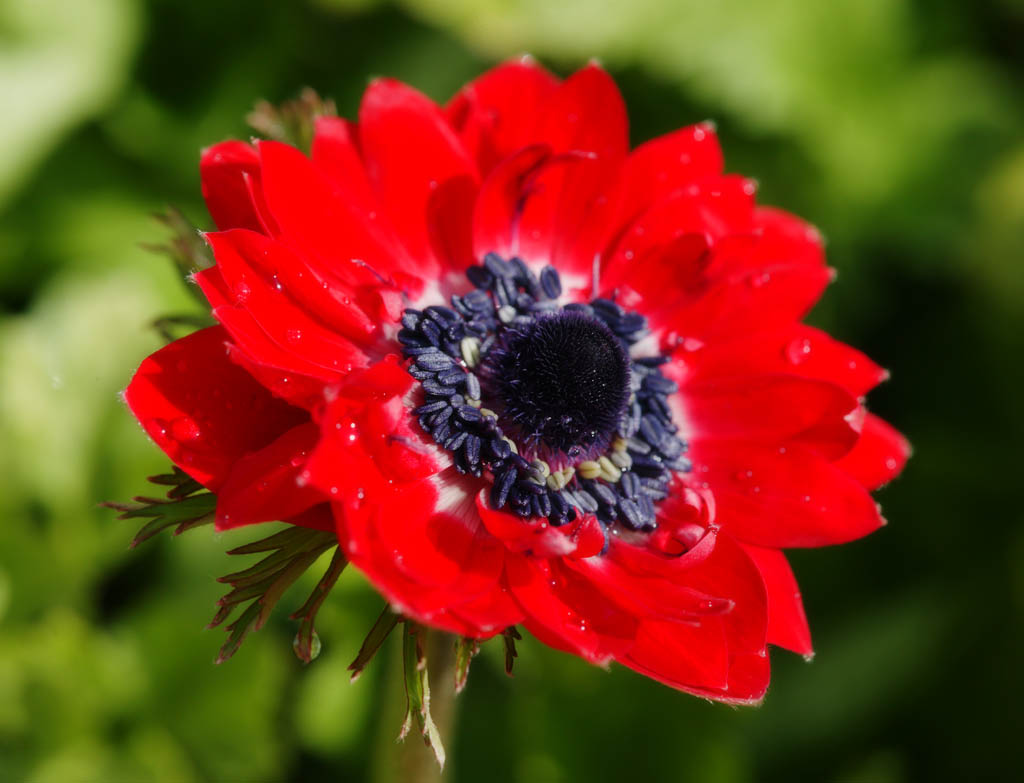 Foto, materiell, befreit, Landschaft, Bild, hat Foto auf Lager,Eine rote Anemone, Anemone, , Bltenblatt, Topfpflanze