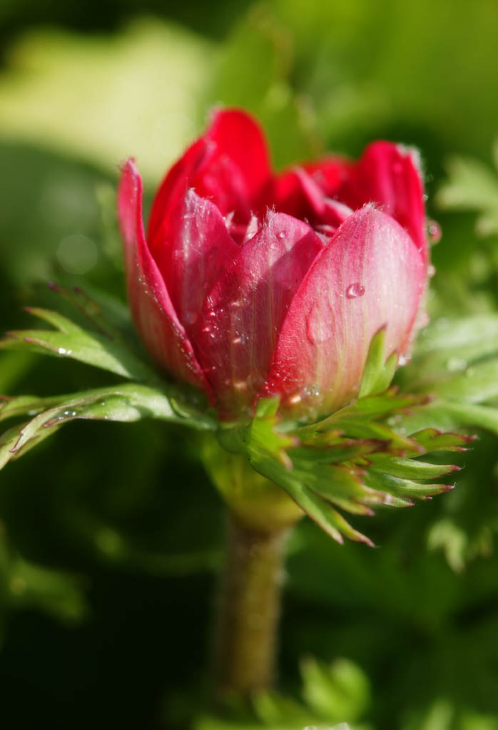 Foto, materiell, befreit, Landschaft, Bild, hat Foto auf Lager,Schatz des Frhlings, Anemone, , Bltenblatt, Topfpflanze