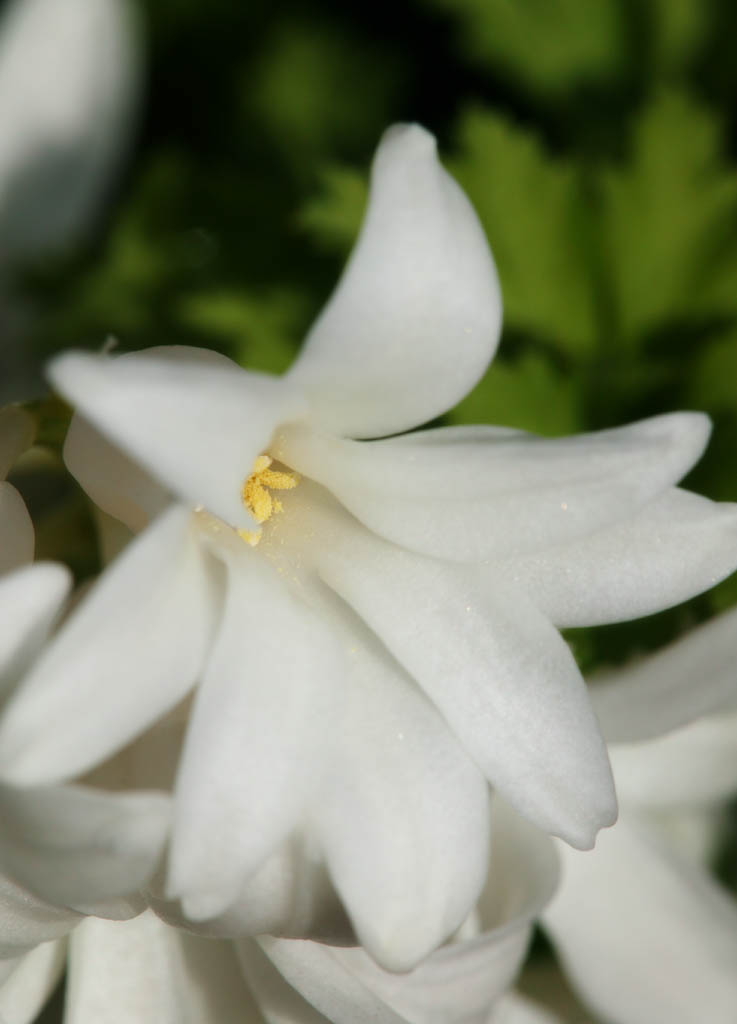 photo,material,free,landscape,picture,stock photo,Creative Commons,A white hyacinth, hyacinth, , petal, potted plant