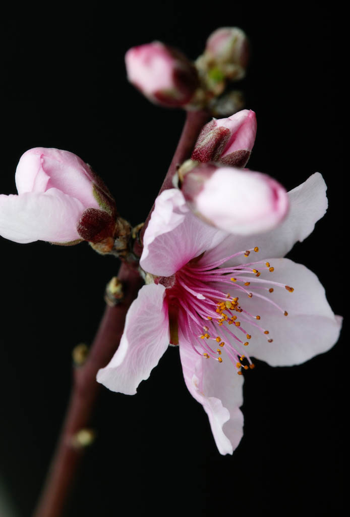 foto,tela,gratis,paisaje,fotografa,idea,Flor de durazno, Durazno, , Ptalo, 