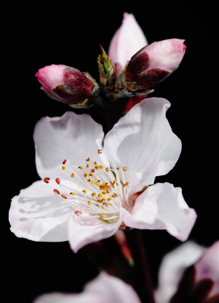 foto,tela,gratis,paisaje,fotografa,idea,Es la luz del sol de la primavera en flor de durazno, Durazno, , Ptalo, 