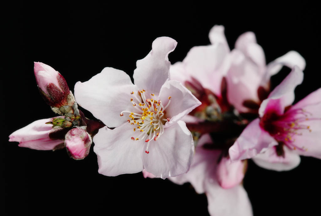 foto,tela,gratis,paisaje,fotografa,idea,Flor de durazno, Durazno, , Ptalo, 