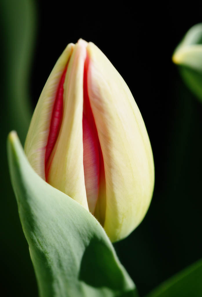 photo,material,free,landscape,picture,stock photo,Creative Commons,The  petal which I hid, , tulip, petal, potted plant