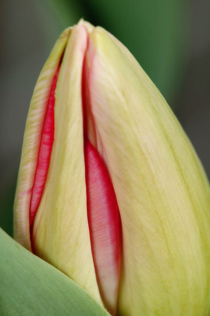 photo,material,free,landscape,picture,stock photo,Creative Commons,The  petal which I hid, , tulip, petal, potted plant