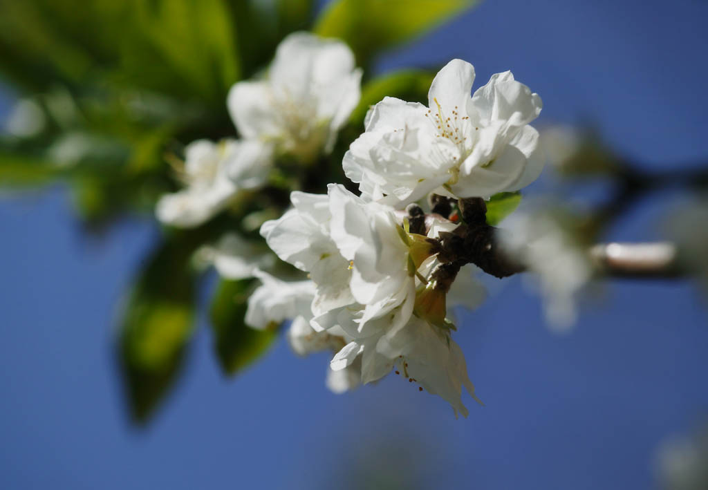 Foto, materieel, vrij, landschap, schilderstuk, bevoorraden foto,Een dubbel witte ontspringen bloem, Blanke, Bloem, Kroonblad, Aftakking