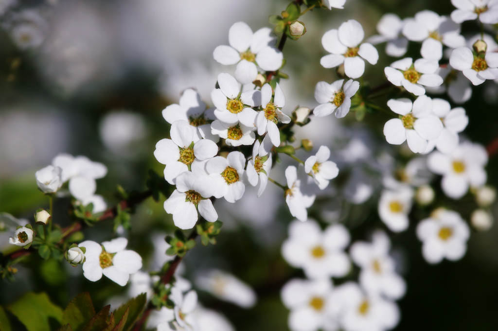 fotografia, materiale, libero il panorama, dipinga, fotografia di scorta,Primavera di Spiraea, , spiraea, spirea, In primavera