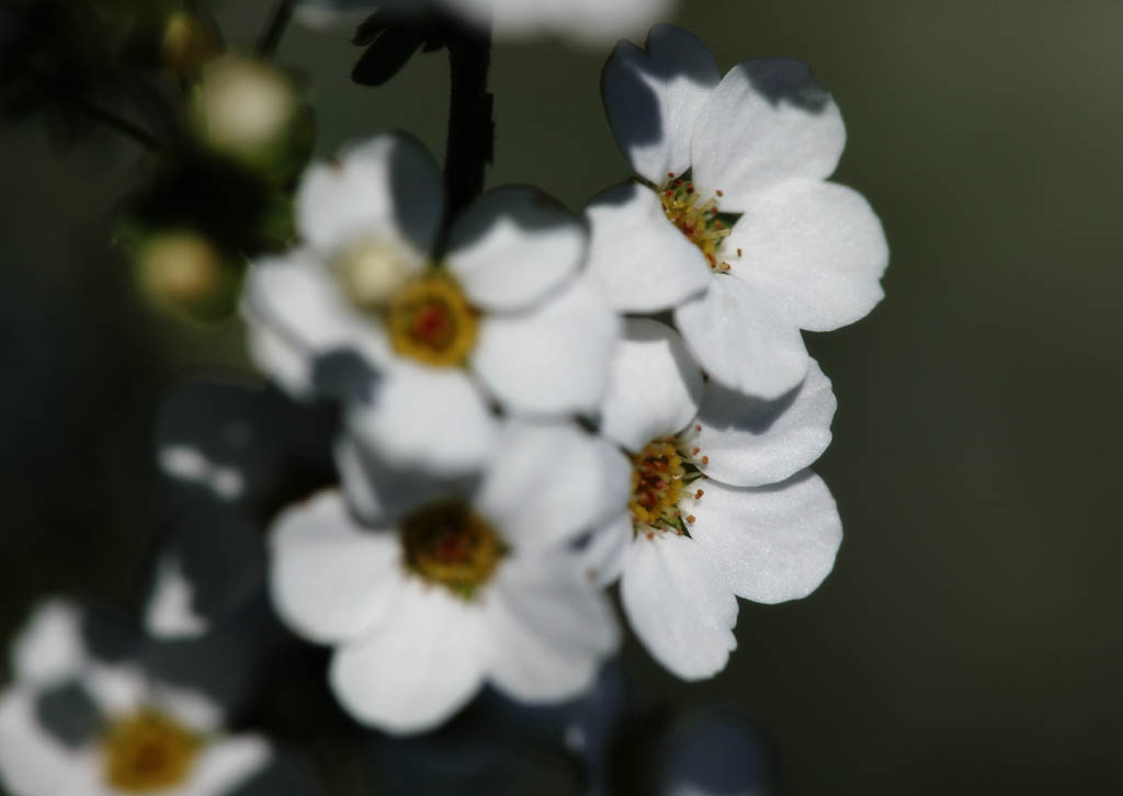 Foto, materieel, vrij, landschap, schilderstuk, bevoorraden foto,Ontspringen van Spiraea, , Spiraea, Spirea, In het voorjaar