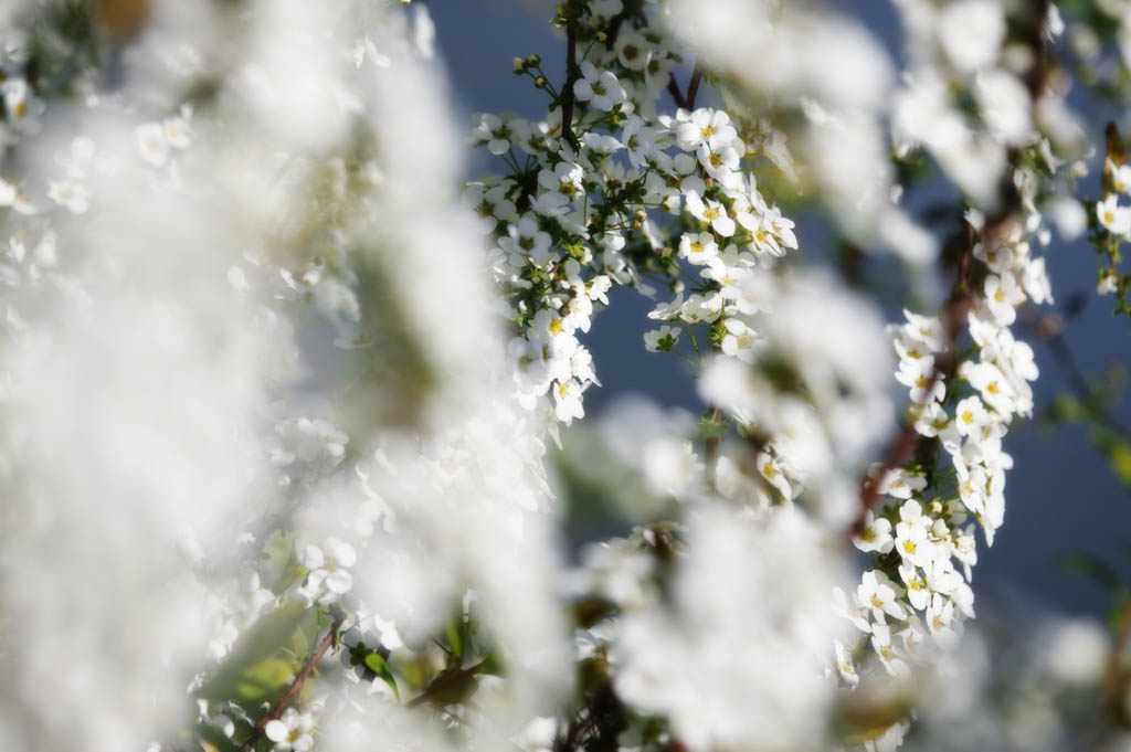 fotografia, materiale, libero il panorama, dipinga, fotografia di scorta,Primavera di Spiraea, , spiraea, spirea, In primavera