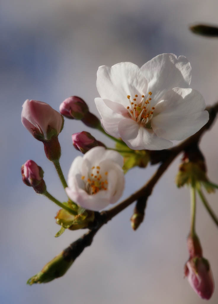 photo, la matire, libre, amnage, dcrivez, photo de la rserve,Printemps d'un arbre de cerise Yoshino, arbre de la cerise, , , Arbre de cerise Yoshino