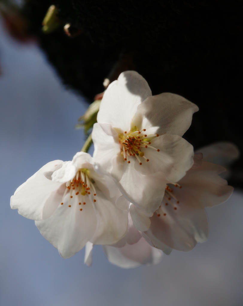 fotografia, materiale, libero il panorama, dipinga, fotografia di scorta,Primavera di un Yoshino albero ciliegio, albero ciliegio, , , Yoshino albero ciliegio
