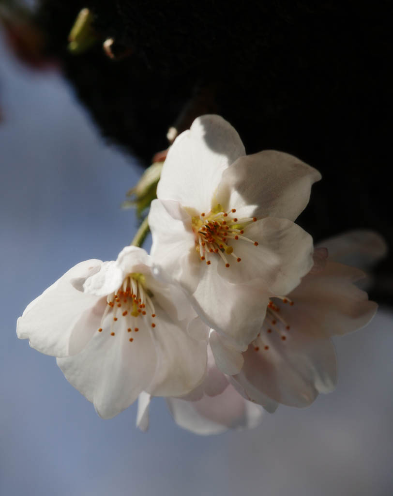 Foto, materieel, vrij, landschap, schilderstuk, bevoorraden foto,Ontspringen van een Yoshino kers boom, Kers boom, , , Yoshino kers boom