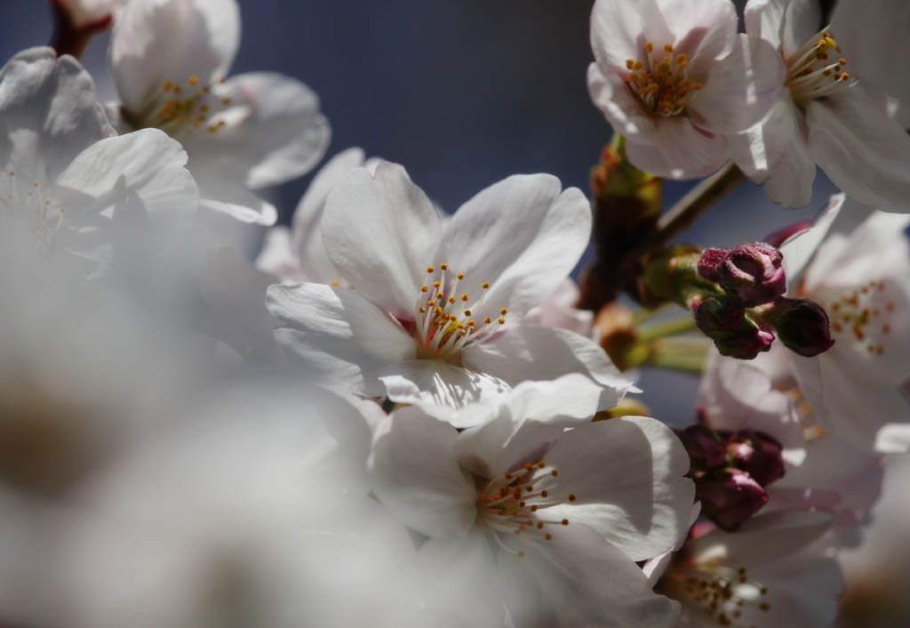 photo,material,free,landscape,picture,stock photo,Creative Commons,Spring of a Yoshino cherry tree, cherry tree, , , Yoshino cherry tree