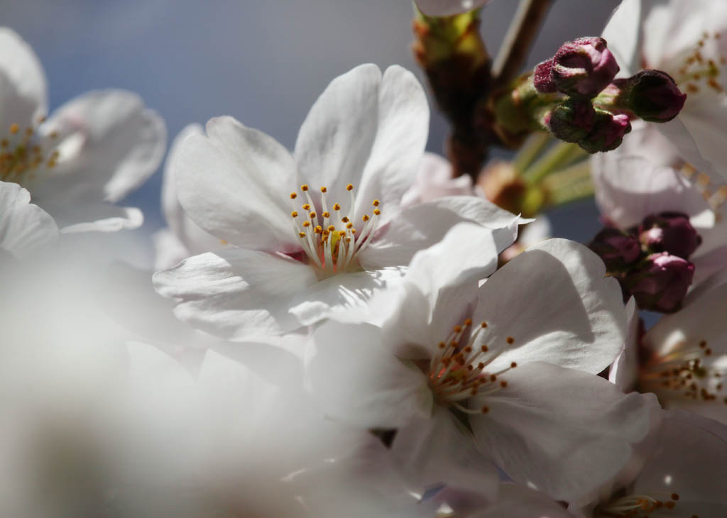 foto,tela,gratis,paisaje,fotografa,idea,Primavera de uno cerezo de Yoshino, Cerezo, , , Cerezo de Yoshino