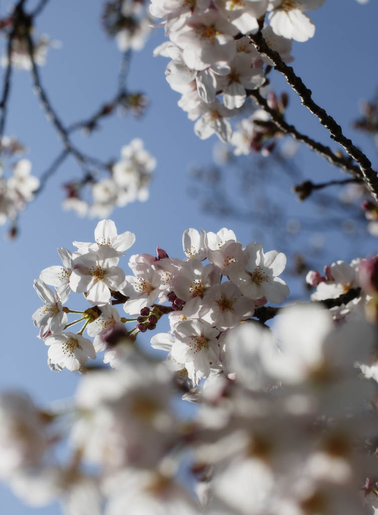 photo, la matire, libre, amnage, dcrivez, photo de la rserve,Printemps d'un arbre de cerise Yoshino, arbre de la cerise, , , Arbre de cerise Yoshino