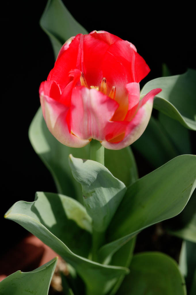 fotografia, material, livra, ajardine, imagine, proveja fotografia,Tulipa florescendo, , tulipa, ptala, planta em vaso