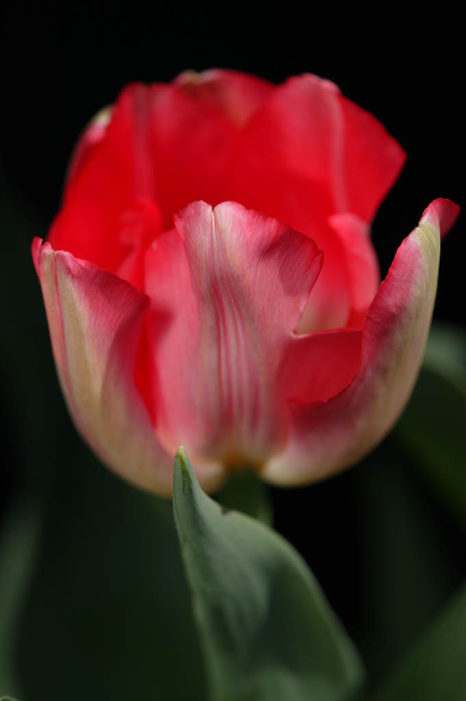 fotografia, materiale, libero il panorama, dipinga, fotografia di scorta,Un petalo minuto, , tulipano, petalo, pianta messa in vaso