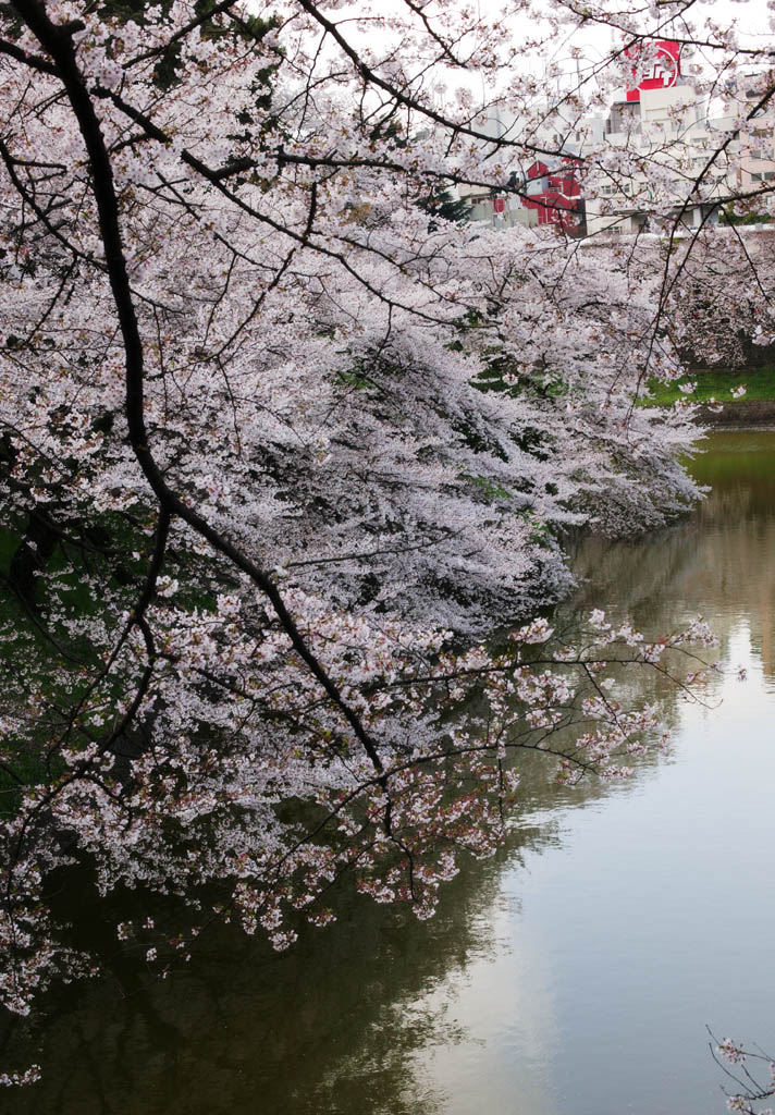 photo, la matire, libre, amnage, dcrivez, photo de la rserve,Un arbre de la cerise  un foss, arbre de la cerise, , , Arbre de cerise Yoshino