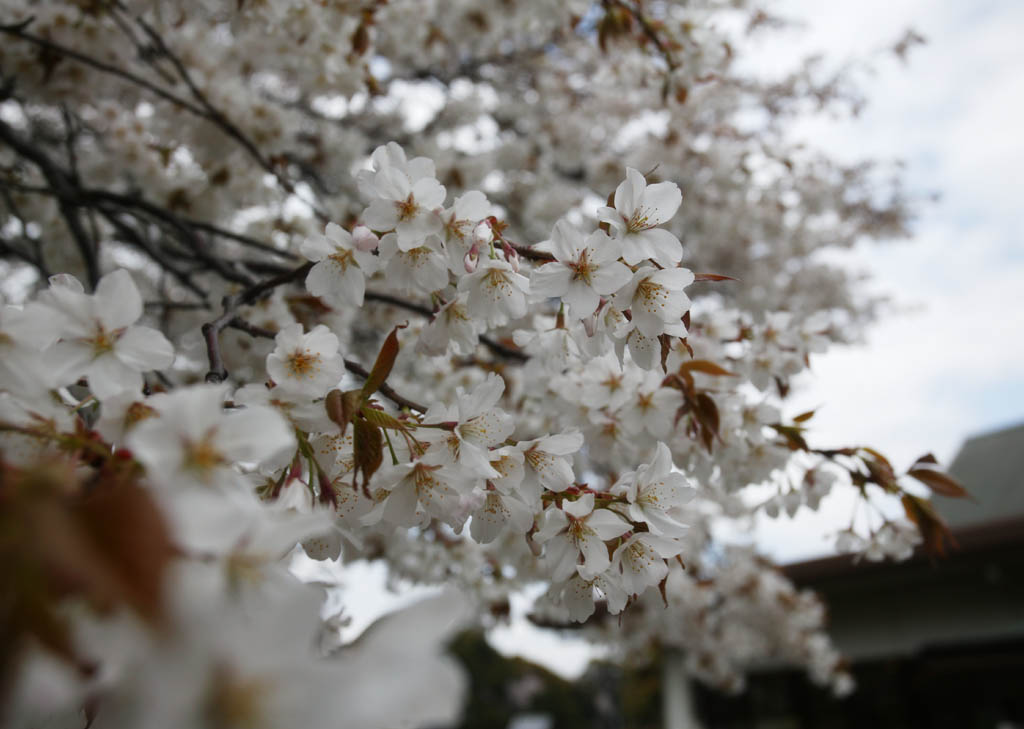 fotografia, material, livra, ajardine, imagine, proveja fotografia,Uma rvore de cereja branca, rvore de cereja, , , Em primavera