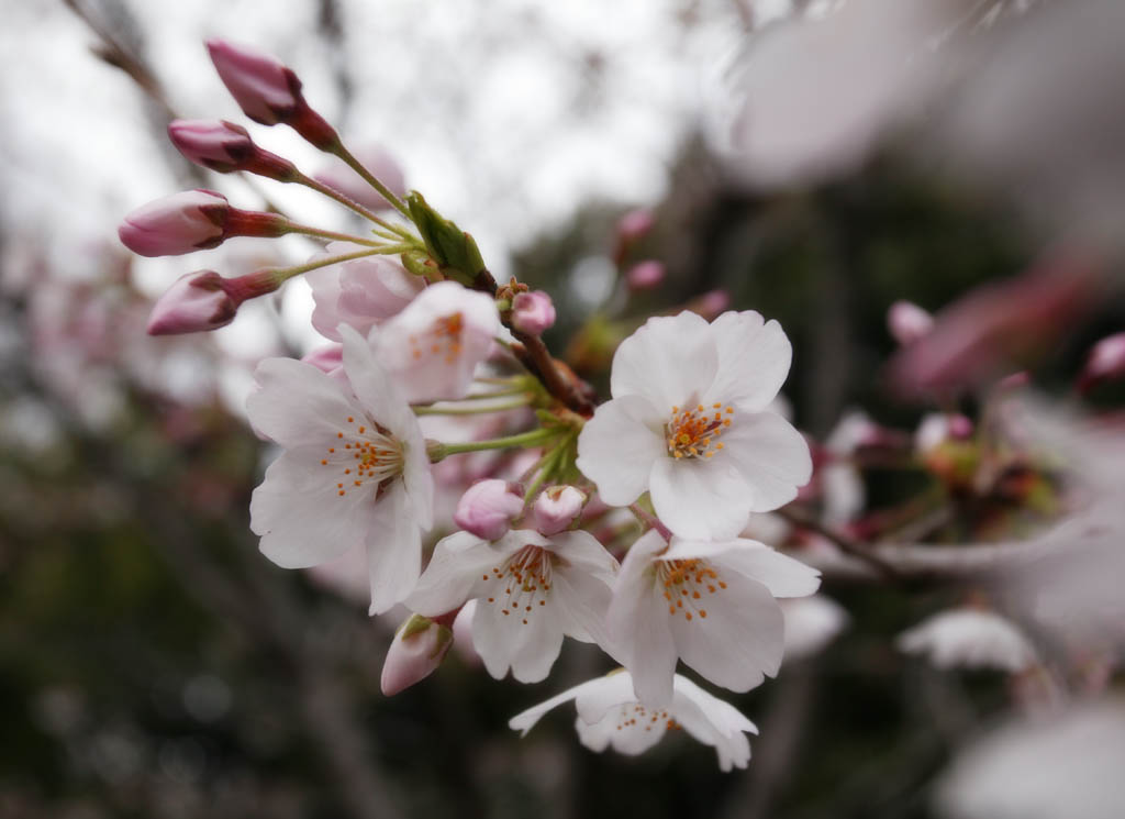 foto,tela,gratis,paisaje,fotografa,idea,Primavera de uno cerezo de Yoshino, Cerezo, , , Cerezo de Yoshino