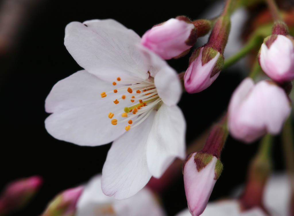 Foto, materieel, vrij, landschap, schilderstuk, bevoorraden foto,Ontspringen van een Yoshino kers boom, Kers boom, , , Yoshino kers boom