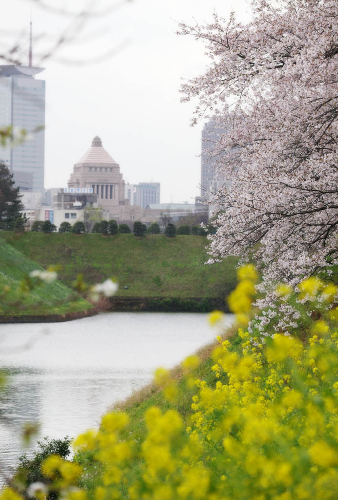 photo,material,free,landscape,picture,stock photo,Creative Commons,The Diet building of spring, cherry tree, , rape, The Diet building