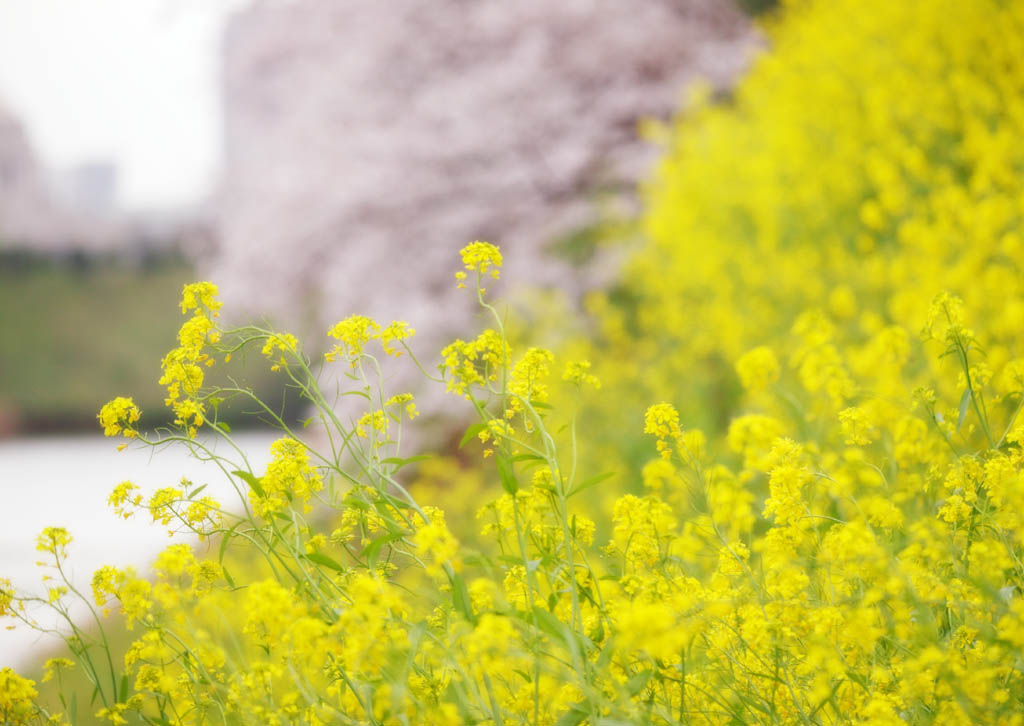 foto,tela,gratis,paisaje,fotografa,idea,Es un cimbel a una violacin, Cerezo, , , Violacin