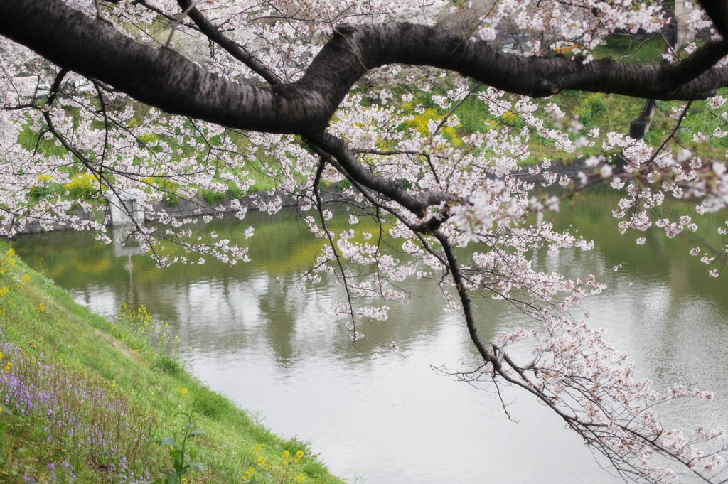 Foto, materiell, befreit, Landschaft, Bild, hat Foto auf Lager,Ein Kirschenbaum zu einem Wassergraben, Kirschenbaum, , , Yoshino Kirschenbaum