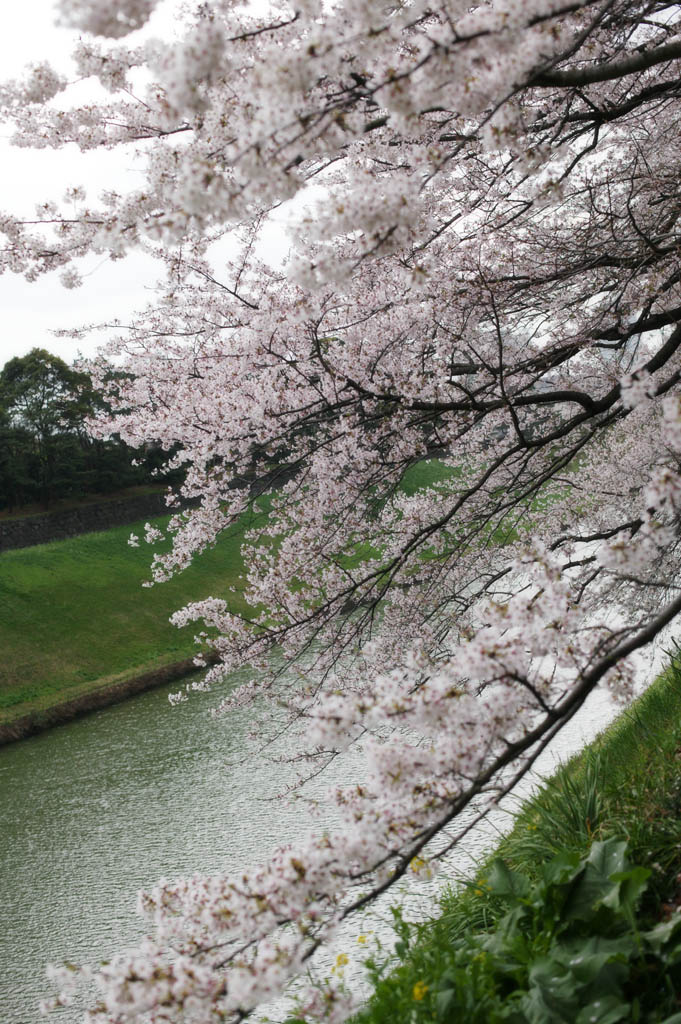 Foto, materiell, befreit, Landschaft, Bild, hat Foto auf Lager,Ein Kirschenbaum zu einem Wassergraben, Kirschenbaum, , , Yoshino Kirschenbaum