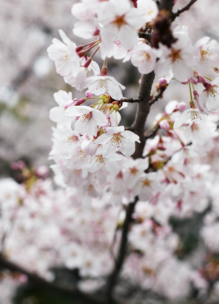 photo, la matire, libre, amnage, dcrivez, photo de la rserve,Printemps d'un arbre de cerise Yoshino, arbre de la cerise, , , Arbre de cerise Yoshino