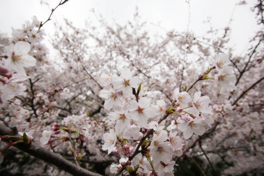 foto,tela,gratis,paisaje,fotografa,idea,Primavera de uno cerezo de Yoshino, Cerezo, , , Cerezo de Yoshino