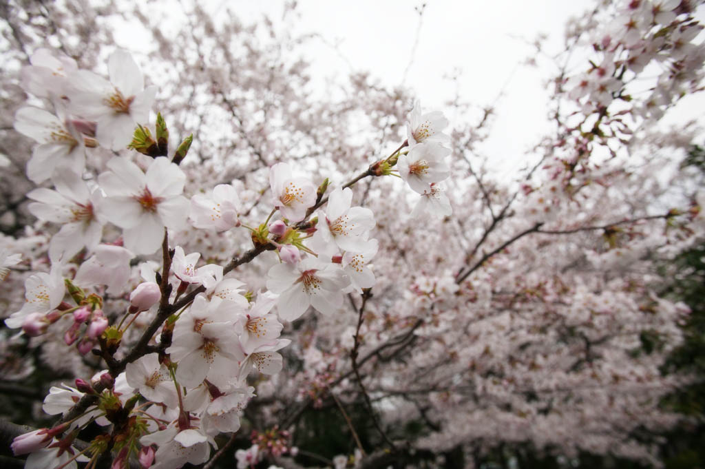 fotografia, material, livra, ajardine, imagine, proveja fotografia,Fonte de uma Yoshino cereja rvore, rvore de cereja, , , Yoshino cereja rvore