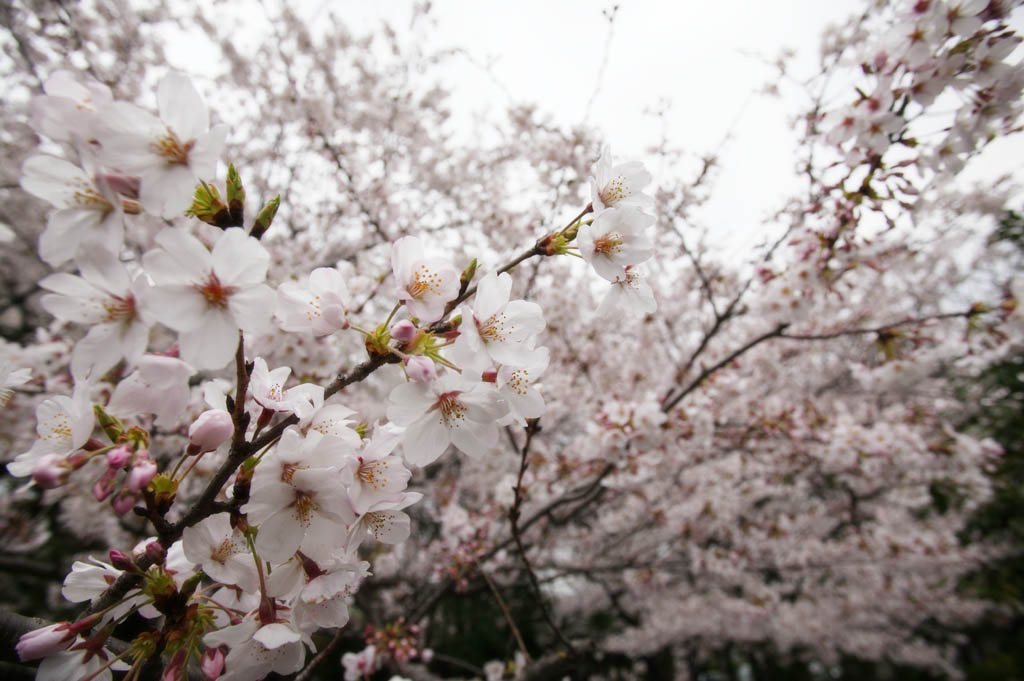 fotografia, materiale, libero il panorama, dipinga, fotografia di scorta,Primavera di un Yoshino albero ciliegio, albero ciliegio, , , Yoshino albero ciliegio