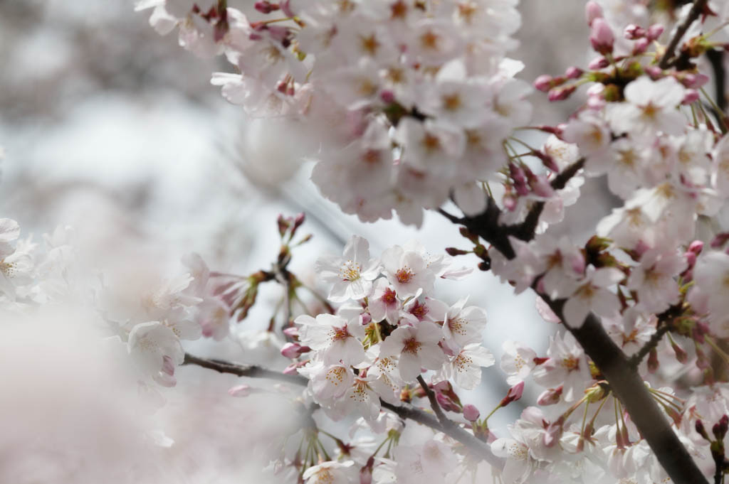 fotografia, materiale, libero il panorama, dipinga, fotografia di scorta,Primavera di un Yoshino albero ciliegio, albero ciliegio, , , Yoshino albero ciliegio