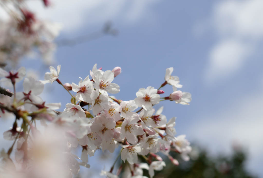 fotografia, materiale, libero il panorama, dipinga, fotografia di scorta,Primavera di un Yoshino albero ciliegio, albero ciliegio, , , Yoshino albero ciliegio