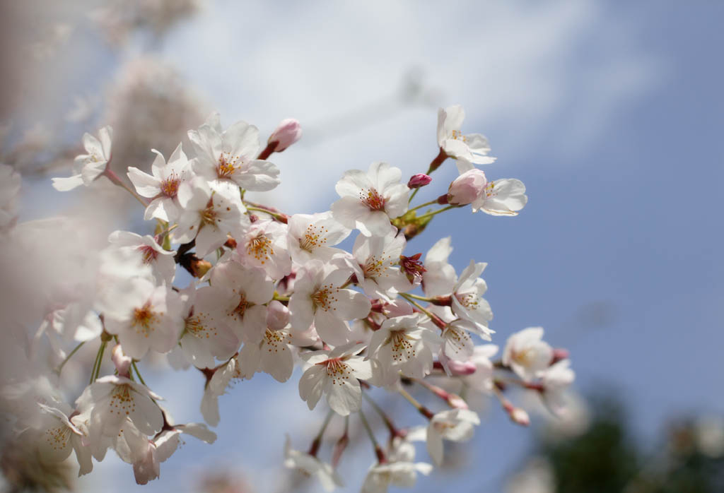 photo, la matire, libre, amnage, dcrivez, photo de la rserve,Printemps d'un arbre de cerise Yoshino, arbre de la cerise, , , Arbre de cerise Yoshino