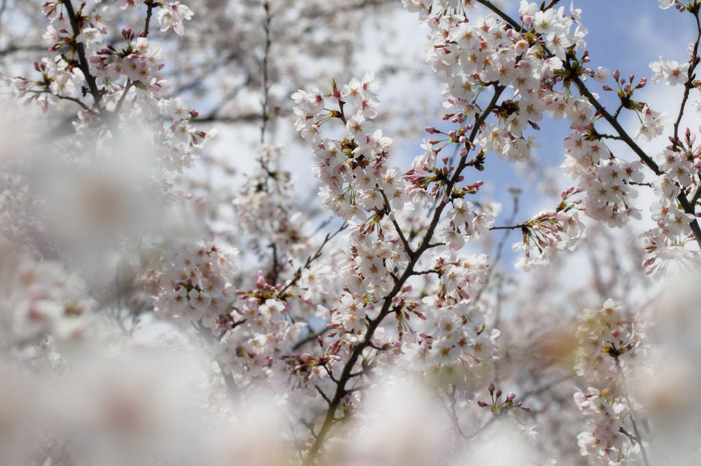 foto,tela,gratis,paisaje,fotografa,idea,Primavera de uno cerezo de Yoshino, Cerezo, , , Cerezo de Yoshino