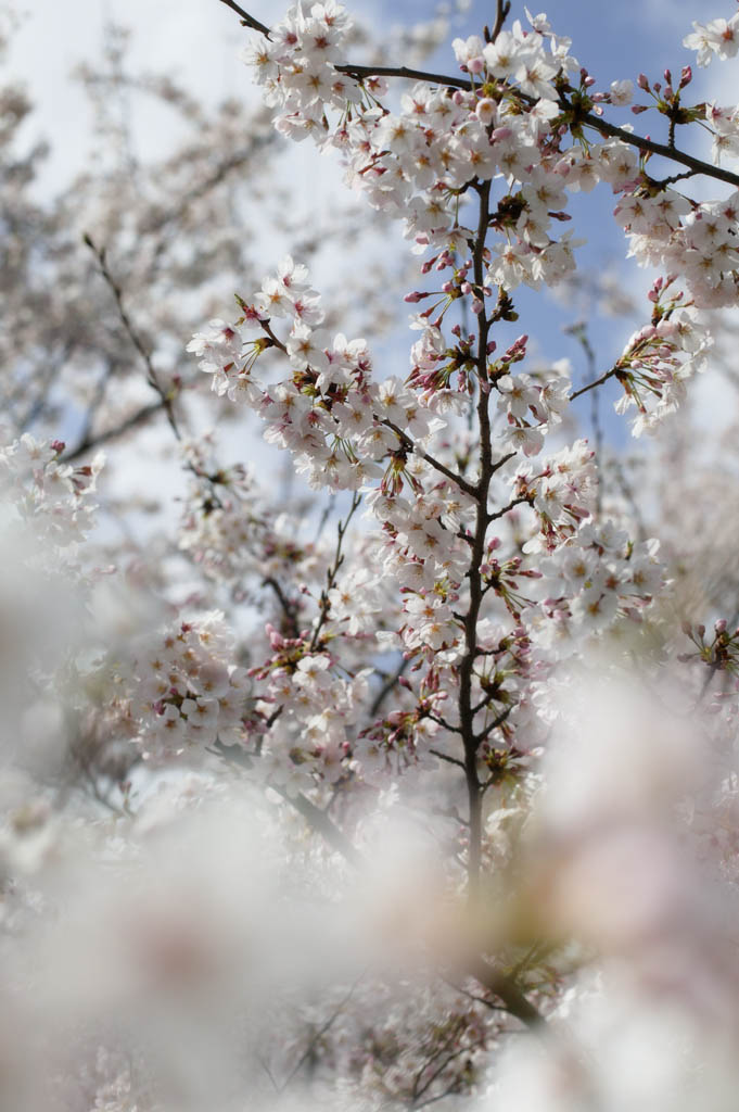 Foto, materieel, vrij, landschap, schilderstuk, bevoorraden foto,Voorjaar van een Yoshino kers boom, Kers boom, , , Yoshino kers boom