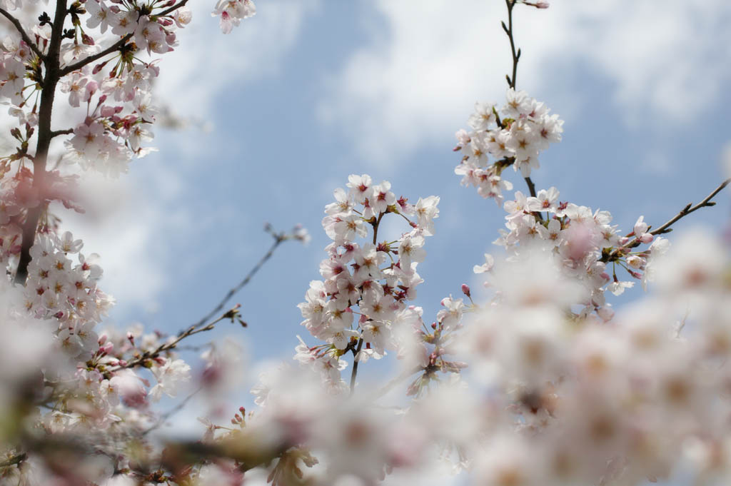 foto,tela,gratis,paisaje,fotografa,idea,Primavera de uno cerezo de Yoshino, Cerezo, , , Cerezo de Yoshino