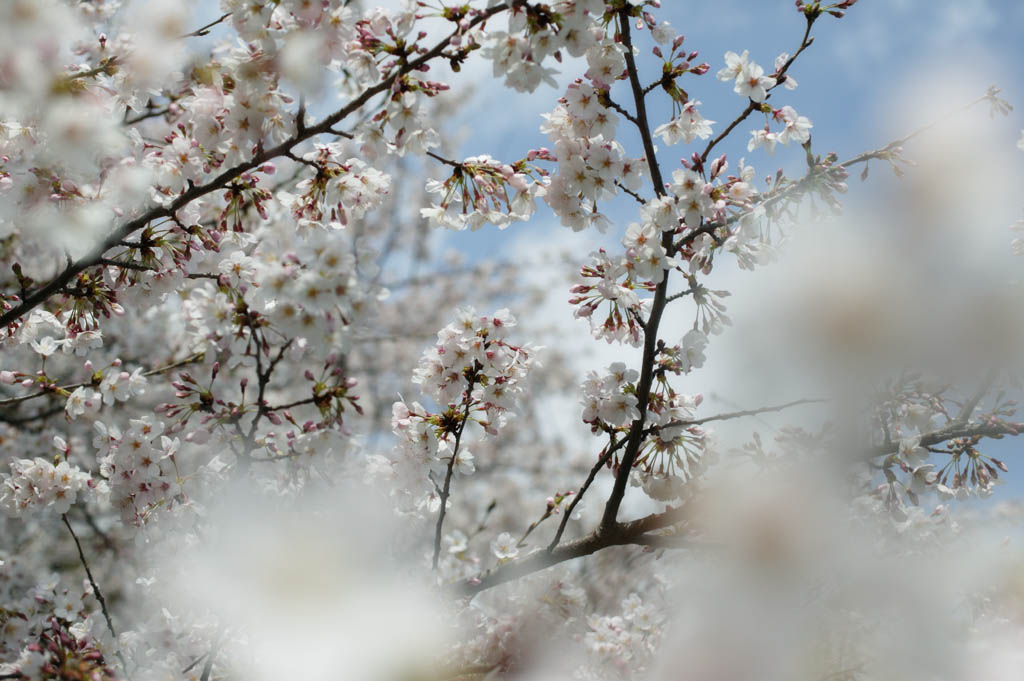 photo,material,free,landscape,picture,stock photo,Creative Commons,Spring of a Yoshino cherry tree, cherry tree, , , Yoshino cherry tree