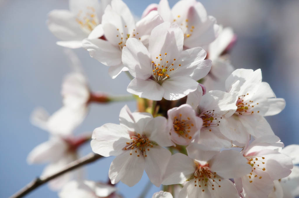 Foto, materieel, vrij, landschap, schilderstuk, bevoorraden foto,Ontspringen van een Yoshino kers boom, Kers boom, , , Yoshino kers boom