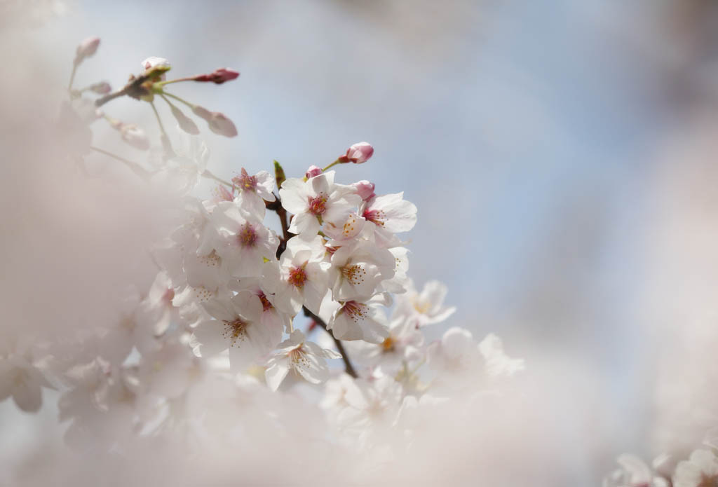 photo, la matire, libre, amnage, dcrivez, photo de la rserve,Printemps d'un arbre de cerise Yoshino, arbre de la cerise, , , Arbre de cerise Yoshino