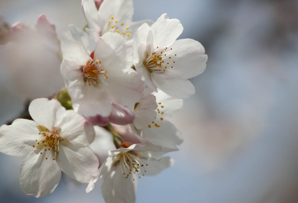 Foto, materieel, vrij, landschap, schilderstuk, bevoorraden foto,Ontspringen van een Yoshino kers boom, Kers boom, , , Yoshino kers boom