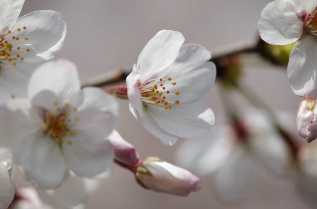 Foto, materieel, vrij, landschap, schilderstuk, bevoorraden foto,Ontspringen van een Yoshino kers boom, Kers boom, , , Yoshino kers boom